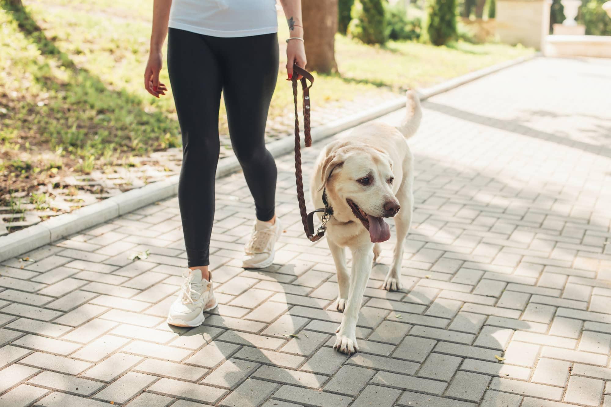 A woman is walking down the street with her Labrador on a lead